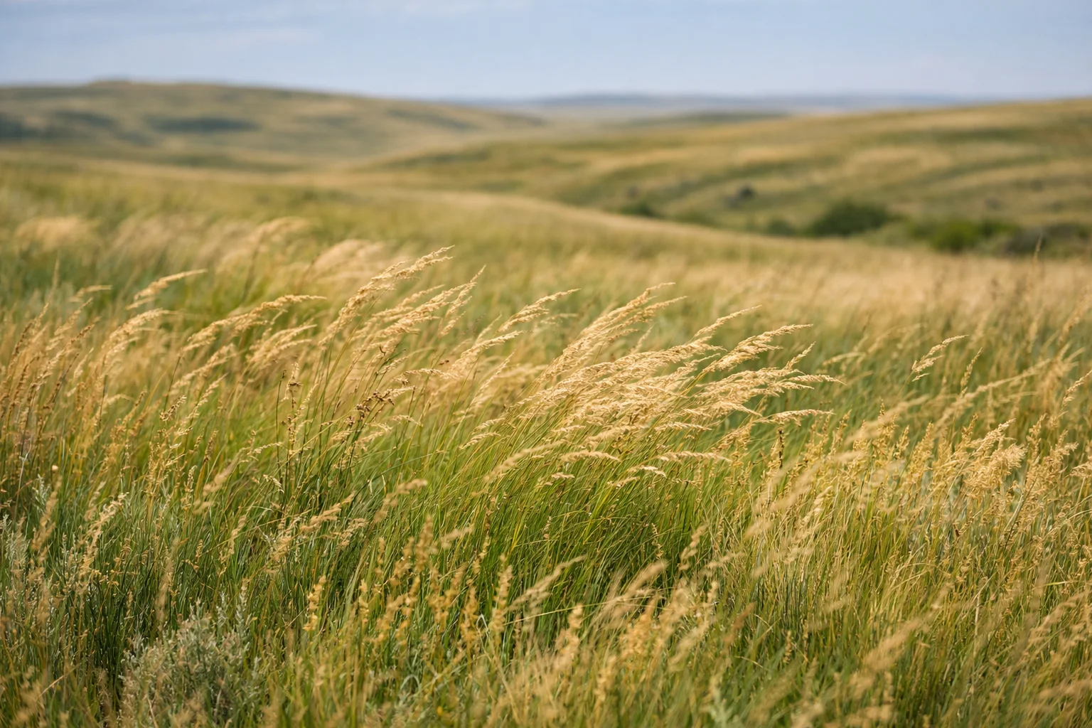 Reclaimed rangeland in Wyoming